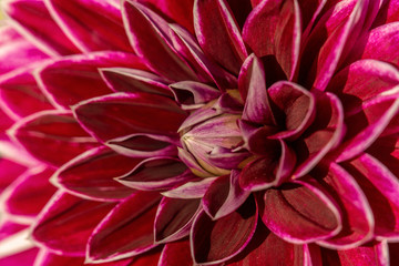 Detailed macro shot of a red and white coloured dahlia