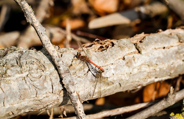 Nahaufnahme, Portrait einer Libelle