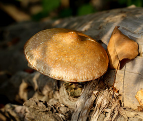 Im Herbst wachsen die verschiedensten Arten von Pilzen im Wald