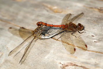 Nahaufnahme, Portrait einer Libelle