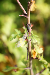 Nahaufnahme, Portrait einer Libelle