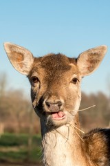 portrait of a little  deer