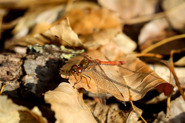 Nahaufnahme, Portrait einer Libelle