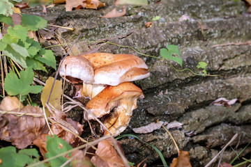 Im Herbst wachsen die verschiedensten Arten von Pilzen im Wald
