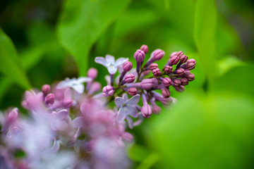 Obraz premium Lilac garden trees under the rain nature spring time botany 