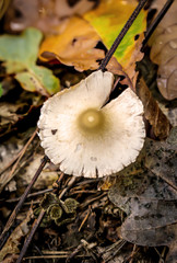 Im Herbst wachsen die verschiedensten Arten von Pilzen im Wald