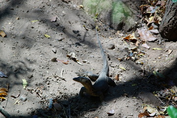 The Asian water monitor (Varanus salvator), also called common water monitor, is a large varanid lizard native to South and Southeast Asia. It is one of the most common monitor lizards in Asia.