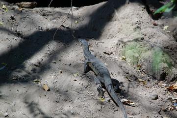 The Asian water monitor (Varanus salvator), also called common water monitor, is a large varanid lizard native to South and Southeast Asia. It is one of the most common monitor lizards in Asia.