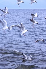 Flying birds. Seagulls  flying over the water