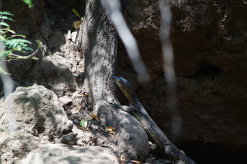 The Asian water monitor (Varanus salvator), also called common water monitor, is a large varanid lizard native to South and Southeast Asia. It is one of the most common monitor lizards in Asia.
