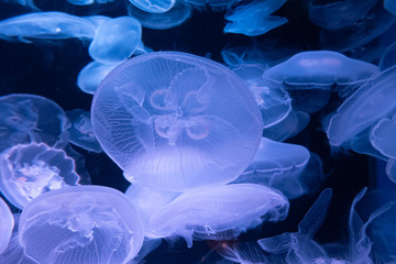 Bright purple jellyfishes in a dark deep water