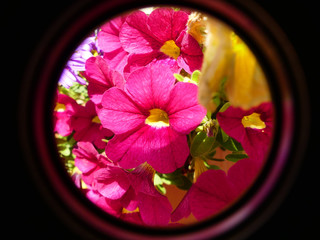 View of colorful flower through a tube