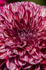 Detailed macro shot of a pink and white coloured dahlia flower