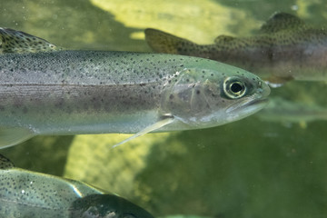 A close-up in a fish with big eyes swimming in deep water with a light green background 