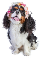 Cavalier king Charles spaniel with pink flower wreath