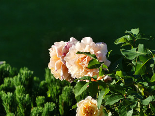 Pink flowers on a meadow