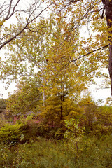 Fototapeta premium Fall foliage in a park near Burt Henry Covered Bridge on a cold in the New England town of Bennington, Vermont