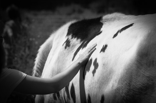 A black and white image of a woman touching a cow