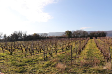 Fototapeta na wymiar Pieds de vigne en hiver - Commune de Alba La Romaine - Département Ardèche - France