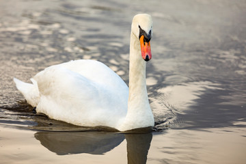 Swan in the water