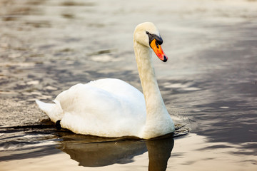 Swan in the water