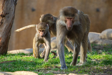 Baboon