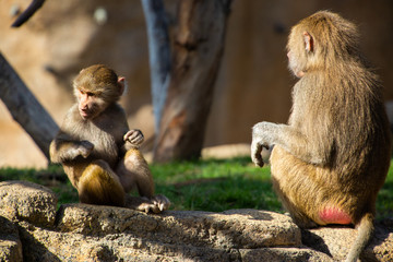 Obraz premium Baboon