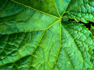 Naklejka na ściany i meble closeup of green leaf cucumber