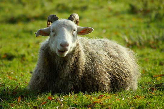 Ein entspanntes Schaf beim Selbstgespr&auml;ch 