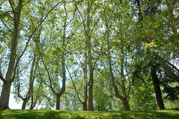 Trees on grass  in park