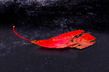 Leaf flies through the air in autumn