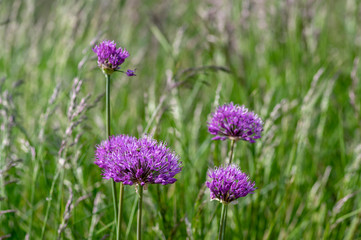 Obraz premium Allium hollandicum flowering springtime plant, group of purple persian ornamental onion flowers in bloom