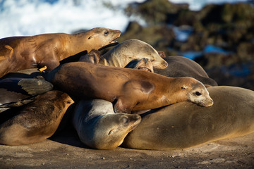 Sea Lions