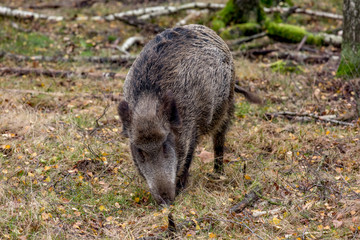 Wild boar in the forest