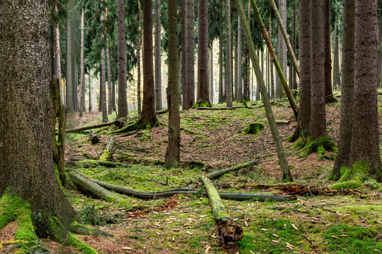 Of course, unprocessed forest