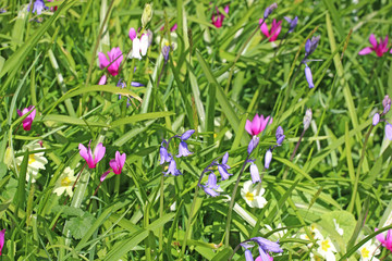 primroses bluebells and cyclamens in Spring	