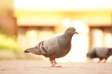 Pegion portrait