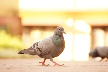 Pegion portrait