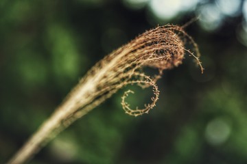 Green nature series