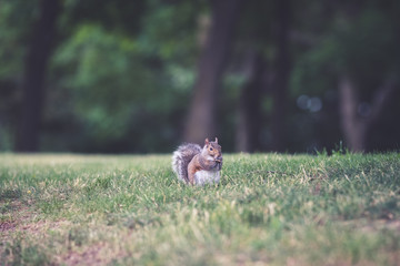 A squirrel in an urban park