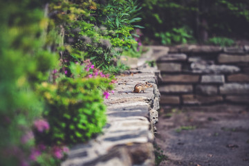 A chipmunk in an urban park