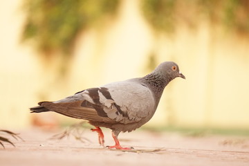 Pegion portrait