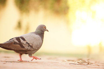Pegion portrait