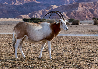 antelope scimitar horn Oryx (Oryx leucoryx) and Somali wild donkey (Equus africanus) in nature reserve park of the Middle East