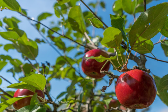 Apfelbaum