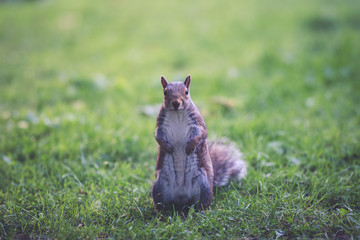 A squirrel staring at the camera in an urban park