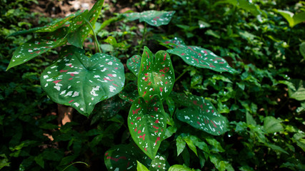 Caladium bi color, Queen of the Leafy Plants for decorating, family Araceae, elephant ear, Alocasia, Colocasi plant leaves