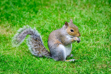 Naklejka na ściany i meble One squirrel eating an almond on green grass in a summer day in park 