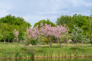 Minimalist garden landscape with large trees with green leaves and pink decorative flowers  by the lake in a sunny spring day