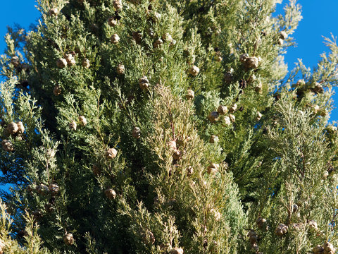 Cypr&egrave;s de Provence (Cupressus sempervirens) aux rameaux serr&eacute;s portant des petits c&ocirc;nes &eacute;cailleux